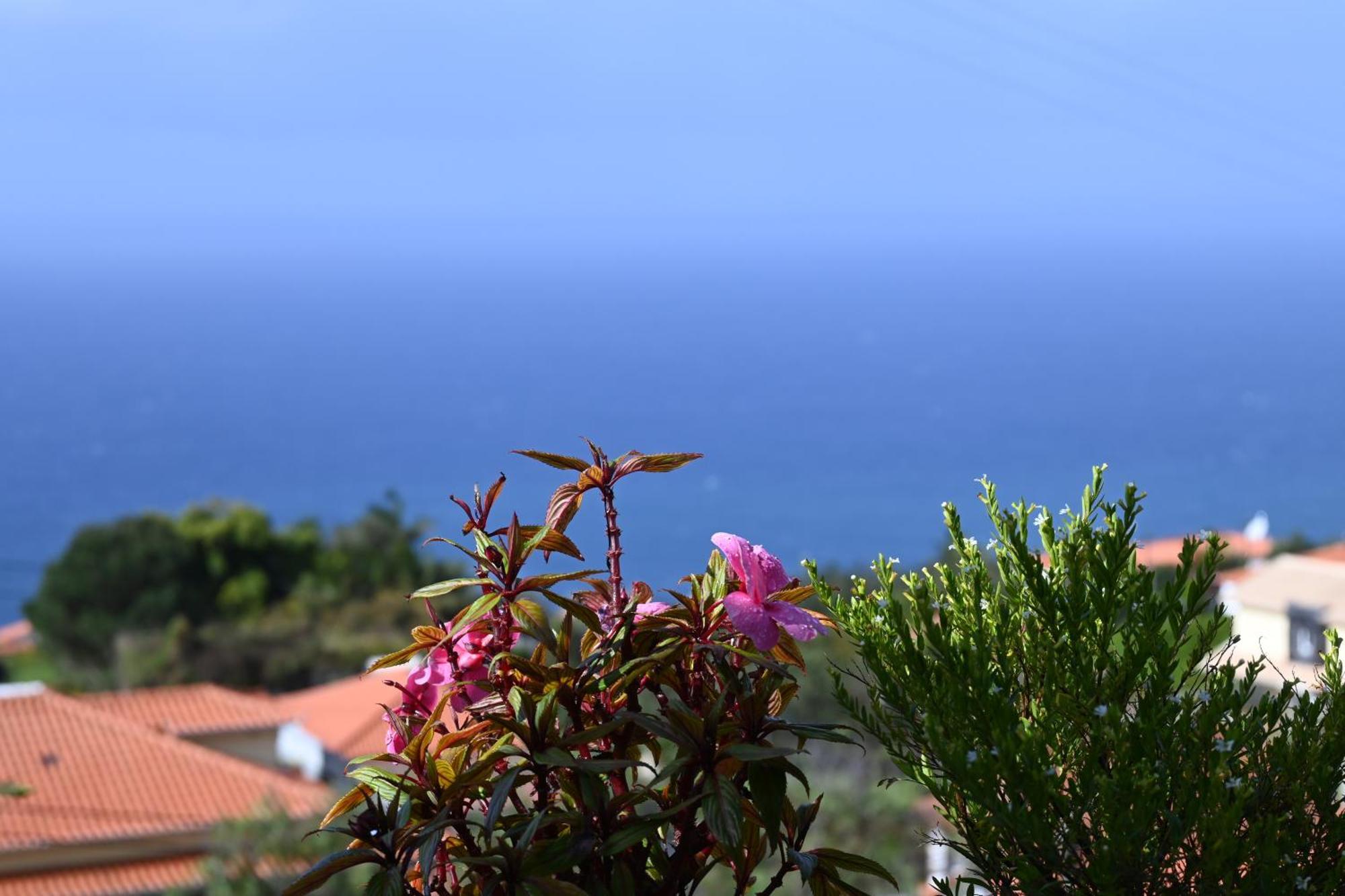 Vista Romantica Madeira อาร์โกดากาเลียตา ภายนอก รูปภาพ
